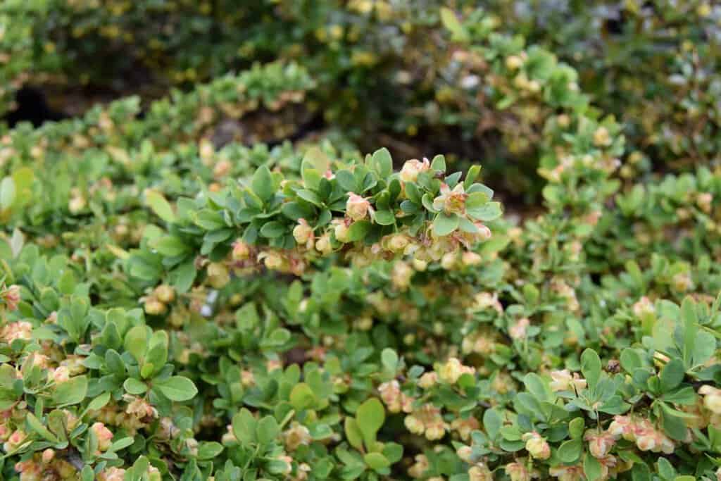 Berberis thunbergii 'Green Carpet' ---